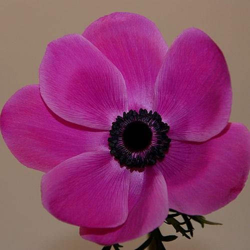 Anémona Marianne Rose cyclamen - ANEMONA CORONARIA