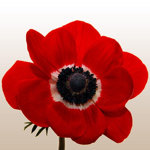 Anémona Marianne Rojo - ANEMONA CORONARIA