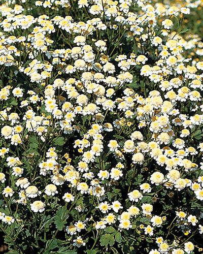 Chrysanthemum Vegmo simple - CHRYSANTHEMUM PARTHENIUM