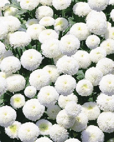 Chrysanthemum Whiteball - CHRYSANTHEMUM PARTHENIUM