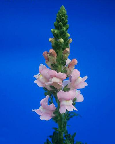 Antirrhinum Rosa Pálido Avignon - ANTIRRHINUM MAJUS