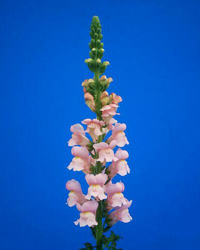 Antirrhinum Rosa Pálido Orléans - ANTIRRHINUM MAJUS
