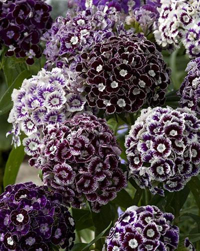 Dianthus Barbatus Hollandia Purple Crown - DIANTHUS BARBATUS