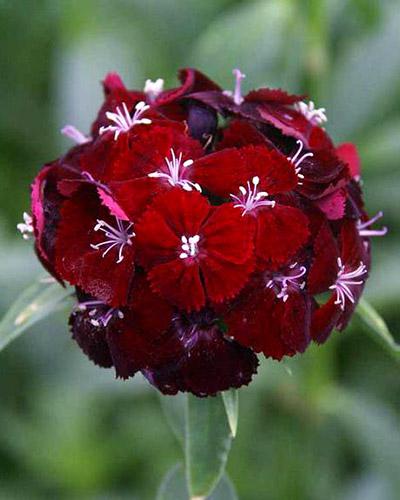 Dianthus Barbatus Sweet Black Cherry - DIANTHUS BARBATUS