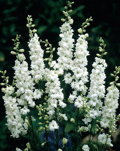 Delphinium Imperial Blanco - DELPHINIUM CONSOLIDA