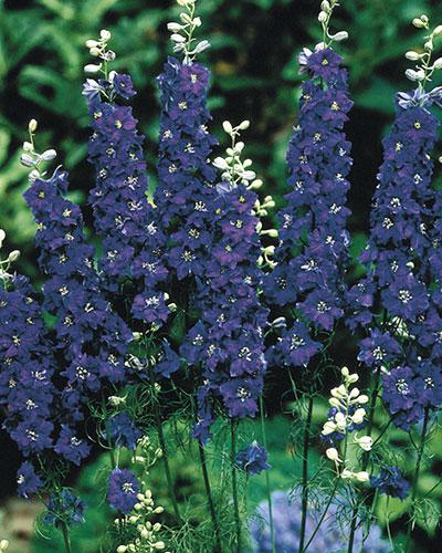 Delphinium Imperial Azul Oscuro - DELPHINIUM CONSOLIDA