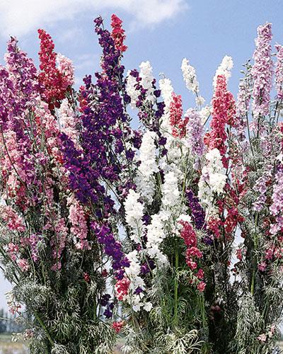 Delphinium Imperial Mezcla - DELPHINIUM CONSOLIDA
