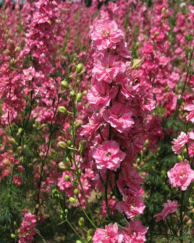 Delphinium Imperial Rosa Oscuro - DELPHINIUM CONSOLIDA