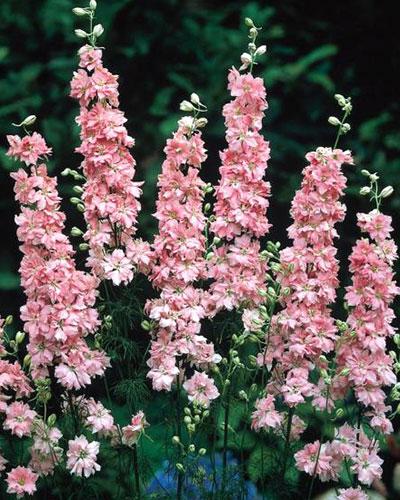 Delphinium Imperial Rosa Pálido - DELPHINIUM CONSOLIDA