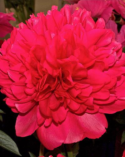 Peonía Command Performance - PAEONIA LACTIFLORA