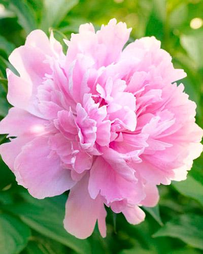 Peonía Dinner Plate - PAEONIA LACTIFLORA