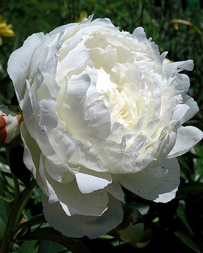 Peonía Elsa Sass - PAEONIA LACTIFLORA