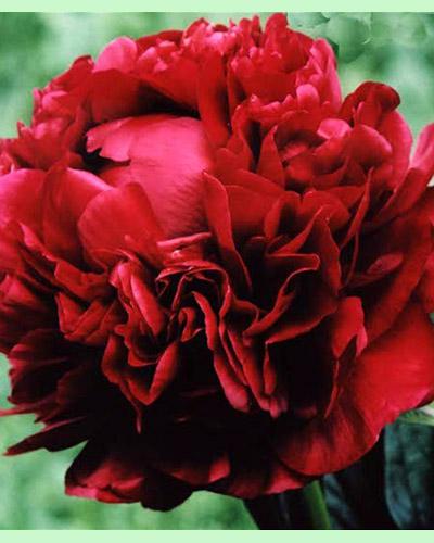 Peonía Henry Bockstoce - PAEONIA LACTIFLORA