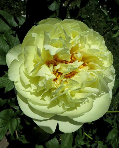 Peonía Lemon Chiffon - PAEONIA LACTIFLORA