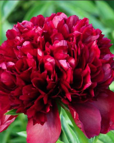 Peonía Red grace - PAEONIA LACTIFLORA