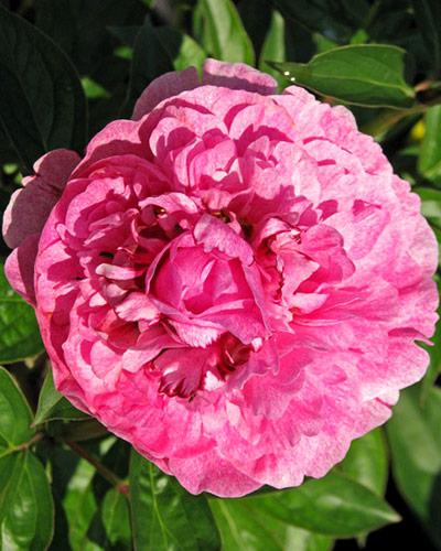 Peonía The Fawn - PAEONIA LACTIFLORA