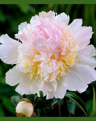 Peonía Top Brass - PAEONIA LACTIFLORA