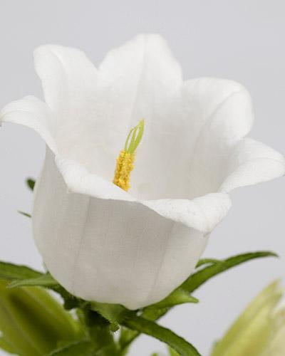 Planta de Campanula Champion Blanco - CAMPANULA