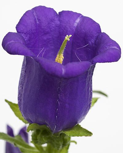Planta de Campanula Champion Azul Oscuro - CAMPANULA