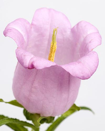 Planta de Campanula Champion Rosa Pálido - CAMPANULA