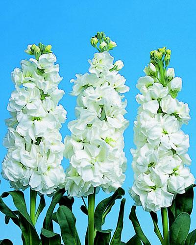 Planta de Matthiola Iron Blanco - MATTHIOLA INCANA