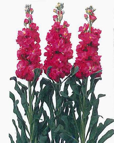 Planta de Matthiola Iron Carmín - MATTHIOLA INCANA