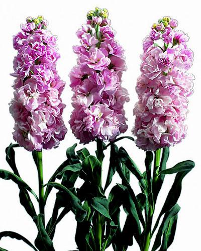 Planta de Matthiola Iron Cherry - MATTHIOLA INCANA