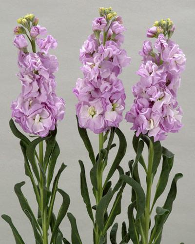 Planta de Matthiola Iron Marina - MATTHIOLA INCANA