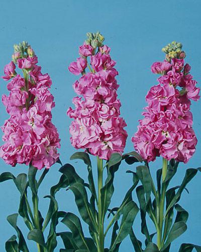 Planta de Matthiola Iron Rosa Pálido - MATTHIOLA INCANA