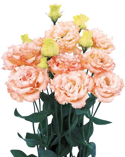 Planta de lisianthus Alissa Albaricoque 2 - EUSTOMA GRANDIFLORUM