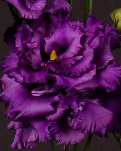 Planta de lisianthus Alissa Azul 2 - EUSTOMA GRANDIFLORUM