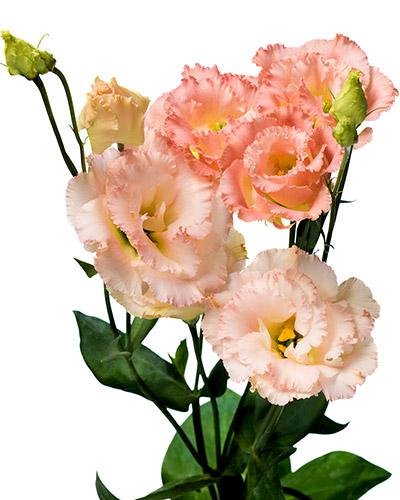 Planta de lisianthus Alissa Champán 2 - EUSTOMA GRANDIFLORUM