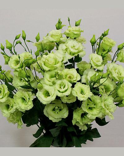 Planta de lisianthus Alissa Verde 2 - EUSTOMA GRANDIFLORUM
