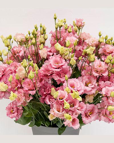 Planta de lisianthus Alissa Rosa Pàlido 2 - EUSTOMA GRANDIFLORUM