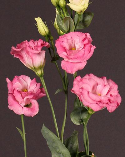 Planta de lisianthus Arena Rosa Flash 3 - EUSTOMA GRANDIFLORUM
