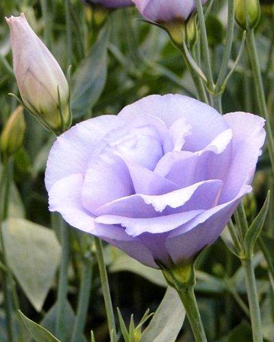 Planta de Lisianthus Croma Lavanda 4 - EUSTOMA GRANDIFLORUM