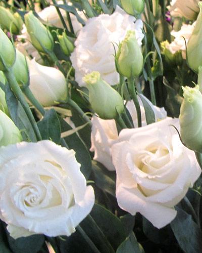 Planta de Lisianthus Croma Blanco 3 - EUSTOMA GRANDIFLORUM