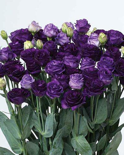 Planta de Lisianthus Doublini Azul 1 - EUSTOMA GRANDIFLORUM