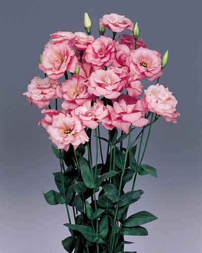 Planta de Lisianthus Echo Rosa Pálido 1 - EUSTOMA GRANDIFLORUM