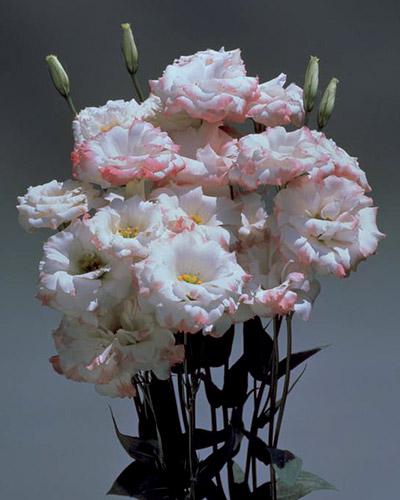 Planta de Lisianthus Echo Rosa Picotee 1 - EUSTOMA GRANDIFLORUM