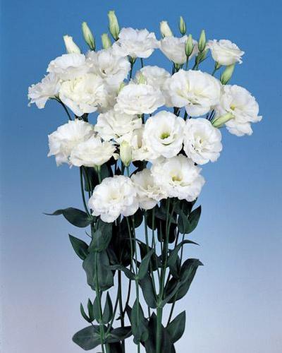 Planta de Lisianthus Echo Blanco 1 - EUSTOMA GRANDIFLORUM