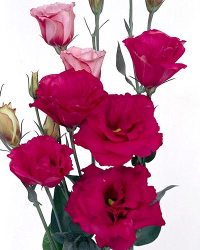 Planta de Lisianthus Mariachi Carmín 2 - EUSTOMA GRANDIFLORUM