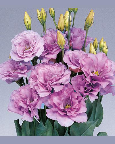 Planta de Lisianthus Mariachi Lavanda 2 - EUSTOMA GRANDIFLORUM
