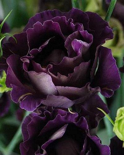 Planta de Lisianthus Rosanne Negro Pearl 1 - EUSTOMA GRANDIFLORUM