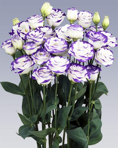 Planta de Lisianthus Rosita Azul Picotee 2 - EUSTOMA GRANDIFLORUM