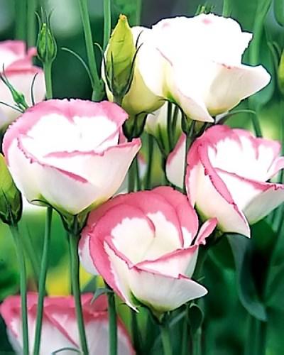 Planta de Lisianthus Vulcan Rosa Pálido Picotee 2 - EUSTOMA GRANDIFLORUM