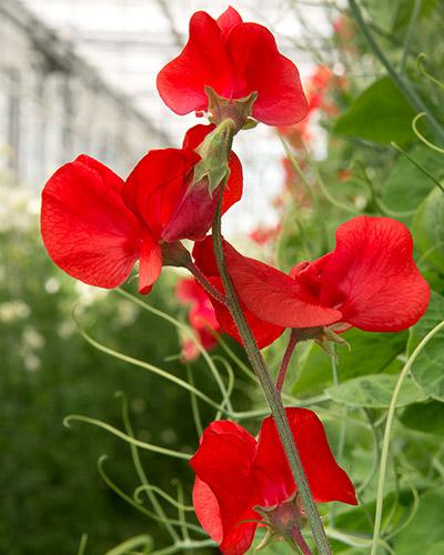 Lathyrus Mammouth Carmesí - LATHYRUS ODORATUS