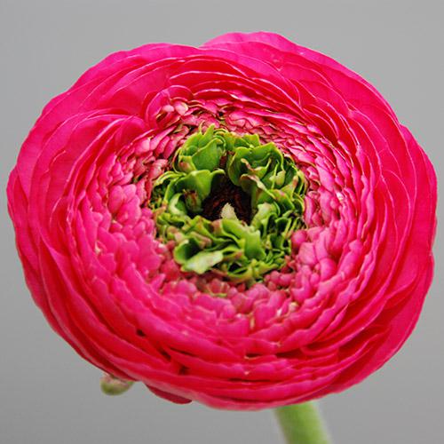 Ranúnculo Reinette Rosa Oscuro - RANUNCULUS ASIATICUS