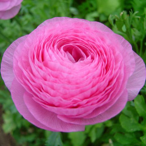 Ranúnculo Amandine Barby  - RANUNCULUS ASIATICUS