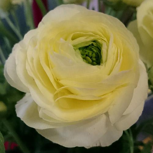 Ranúnculo Amandine Crema - RANUNCULUS ASIATICUS